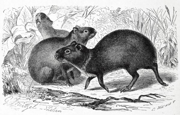 Agouti