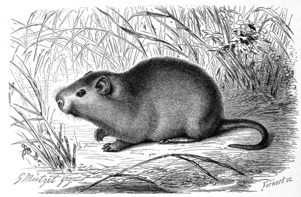 Big Cane Rat