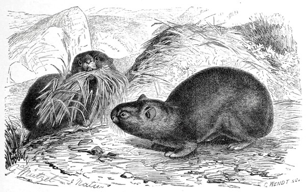 Alpine Pika