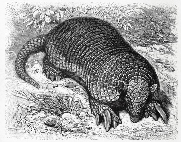 Giant Armadillo