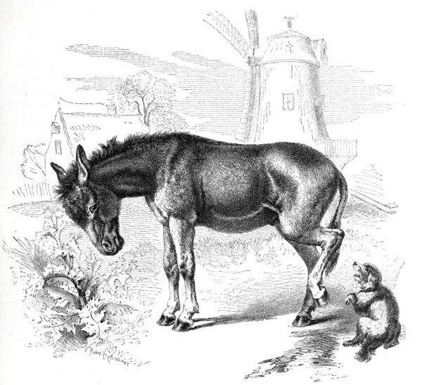 African Donkeys