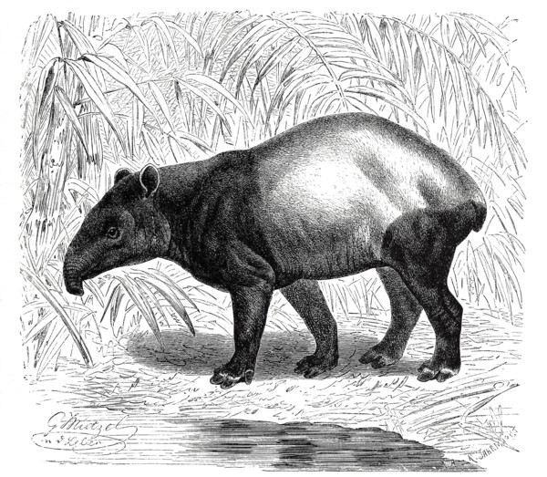 Malayan Tapir