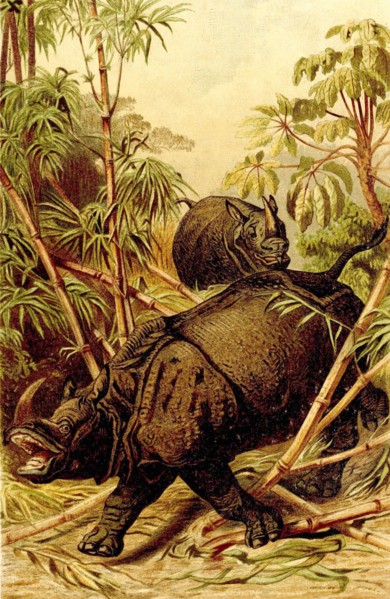 Indian Rhino