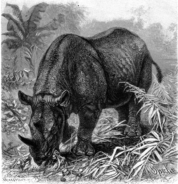 Black Rhino