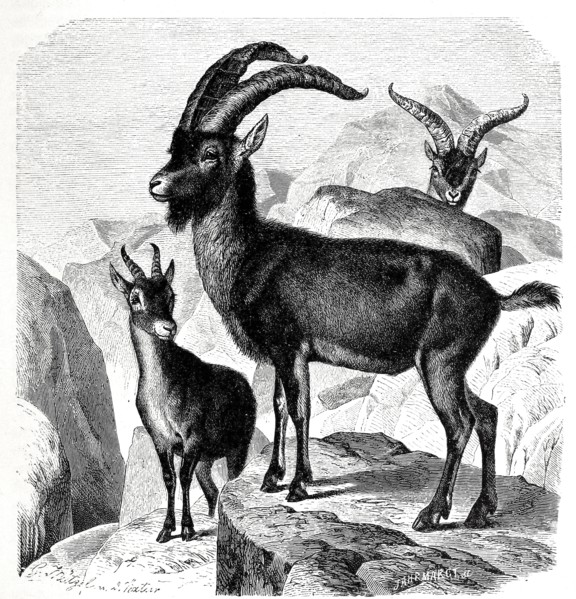Iberian Ibex
