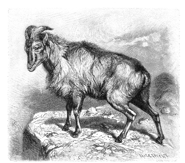 Himalayan Tahr