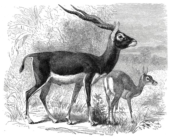 Blackbuck Antelope