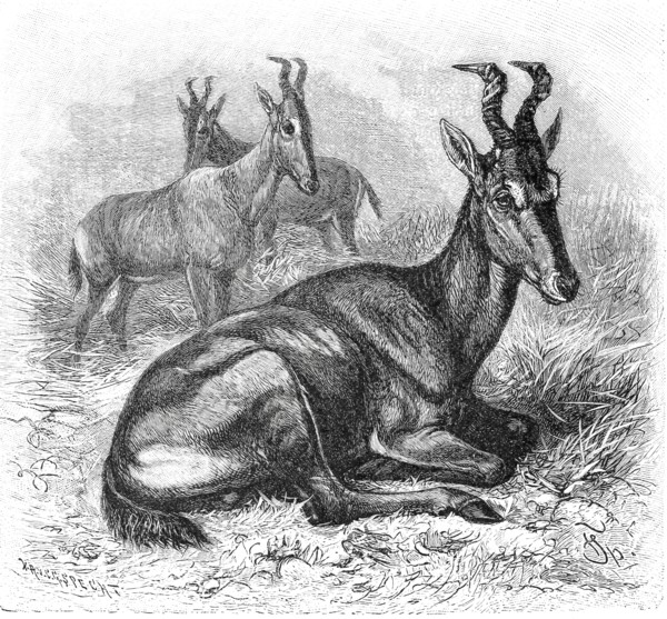 Hartebeest
