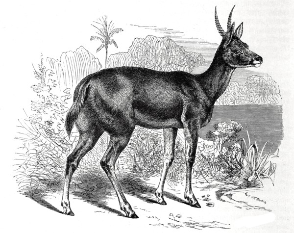 Reedbuck