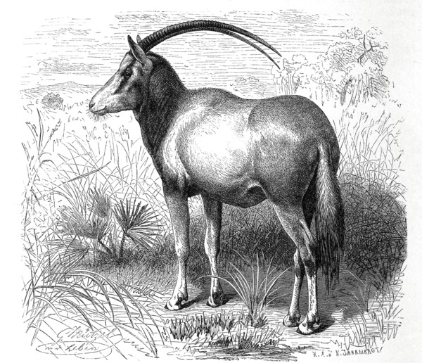 Sable Antelope