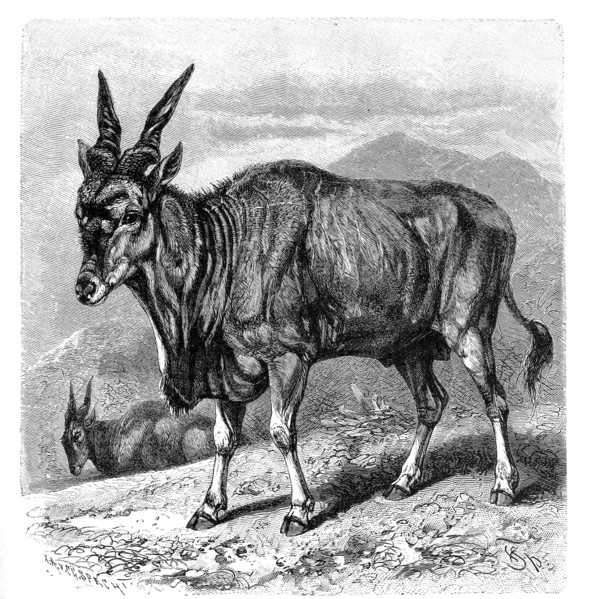 Eland