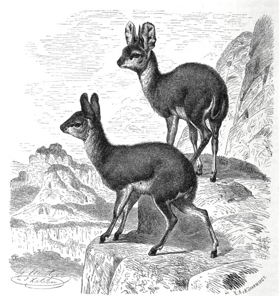 Klipspringer