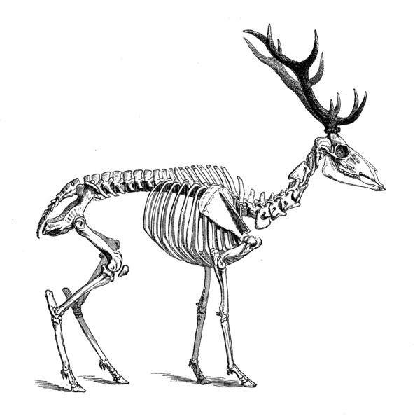 Skeleton Of Red Deer