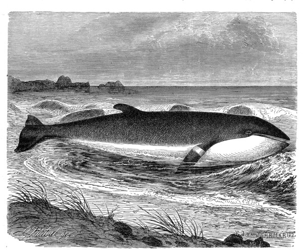Minke Whale