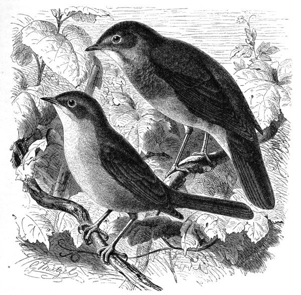 Bird