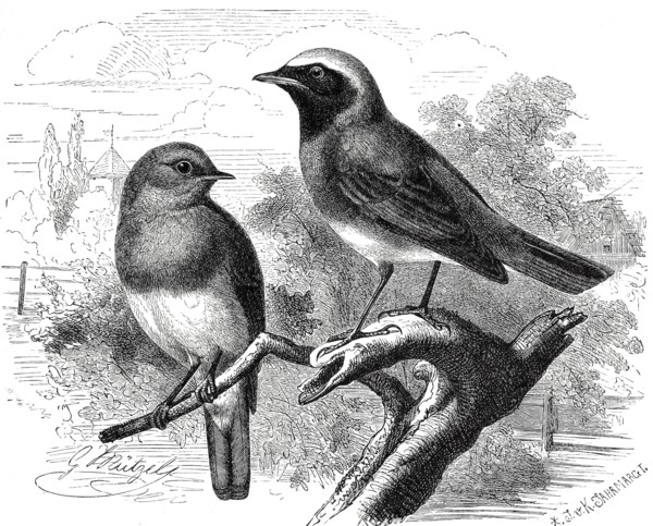 Bird