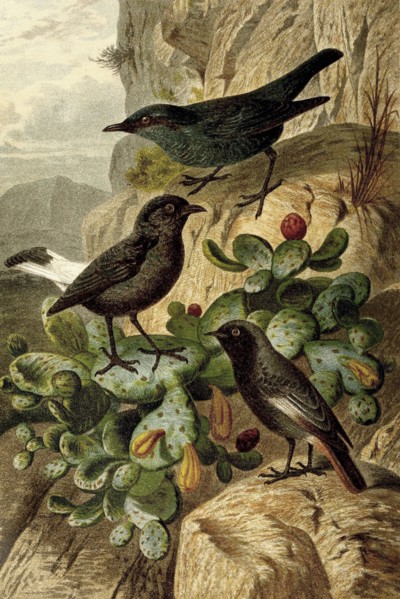 Bird