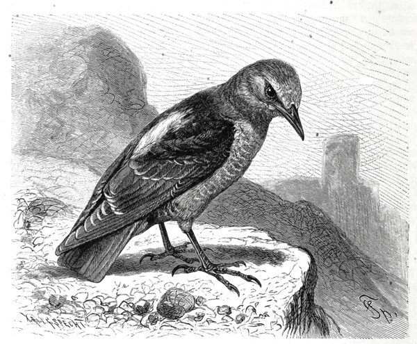 Bird