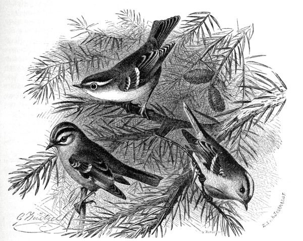 Bird