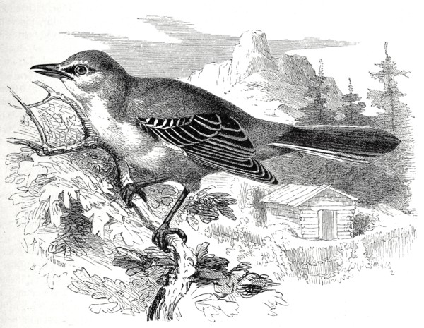 Bird