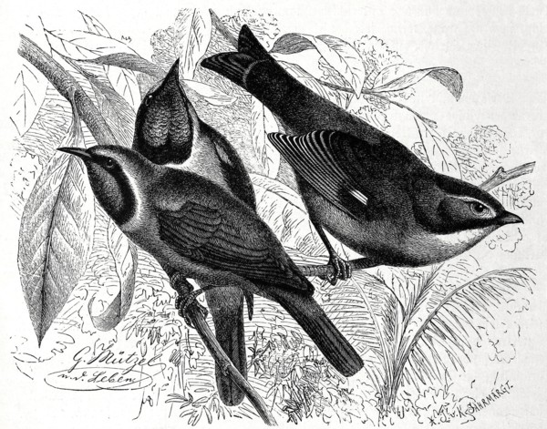 Bird