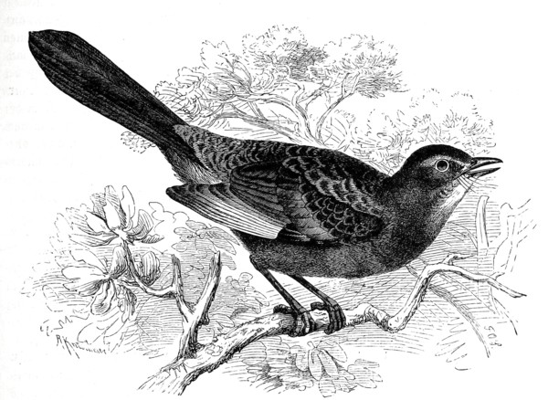 Bird