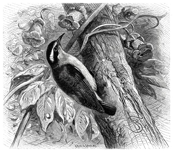 Bird