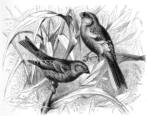 Bird