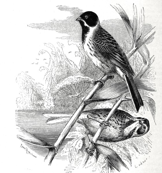 Bird