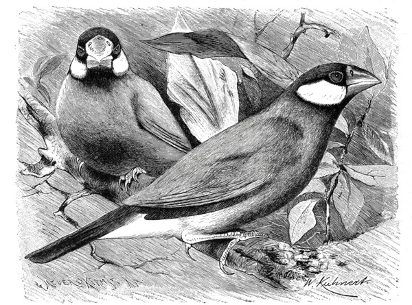Bird