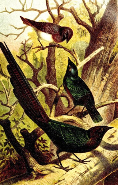 Bird