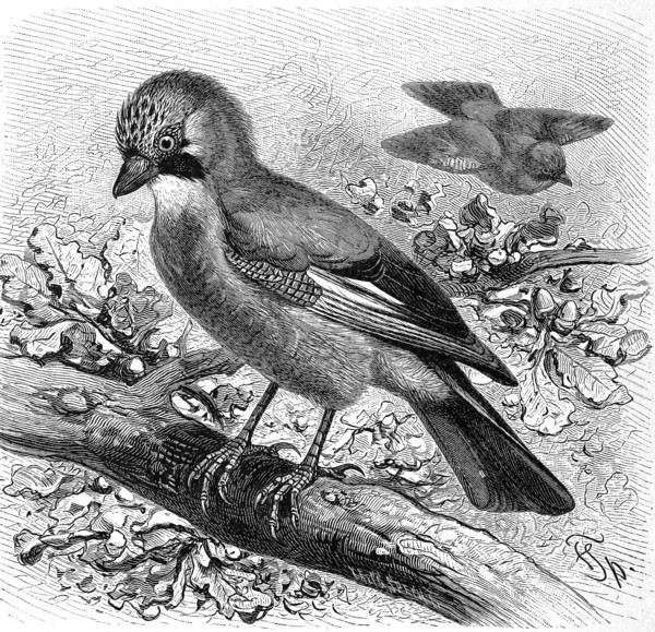 Bird