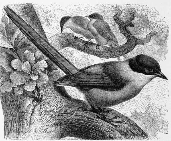 Bird