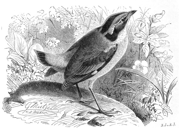 Bird