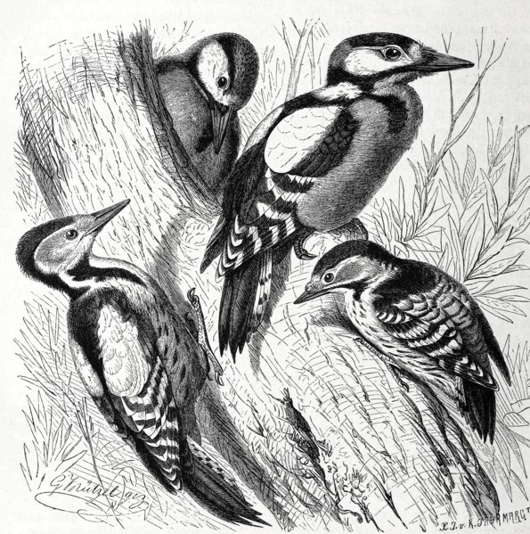 Bird