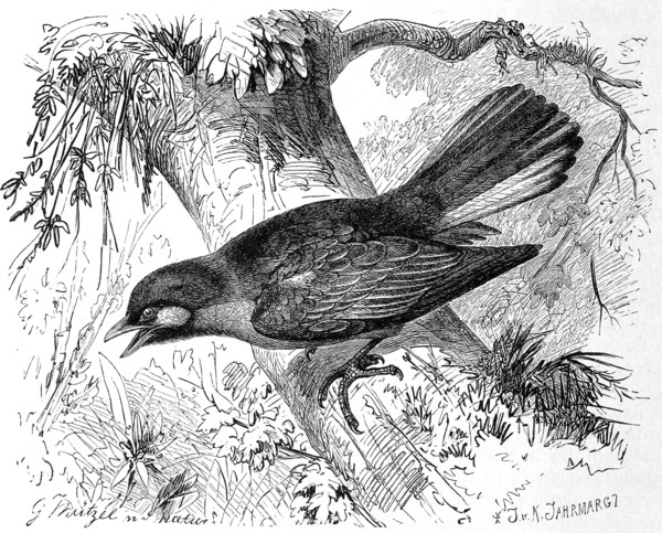Bird