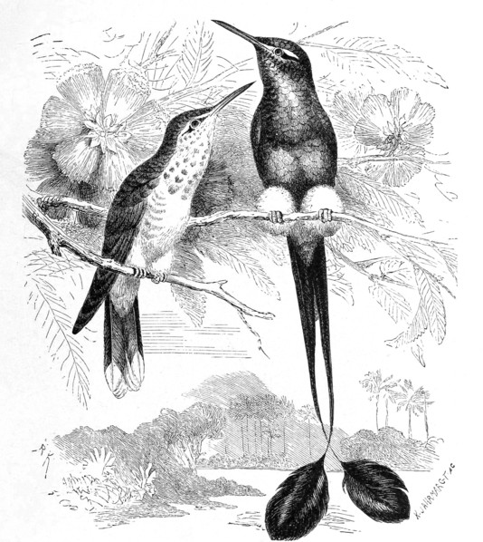 Bird