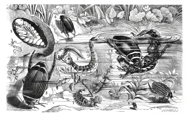 Insects