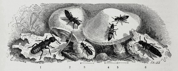 Insects