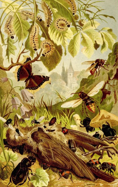 Insects