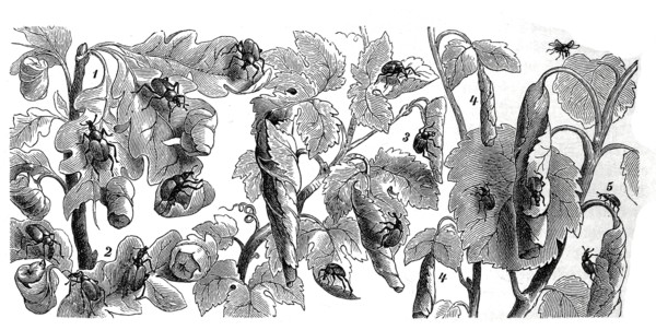 Insects