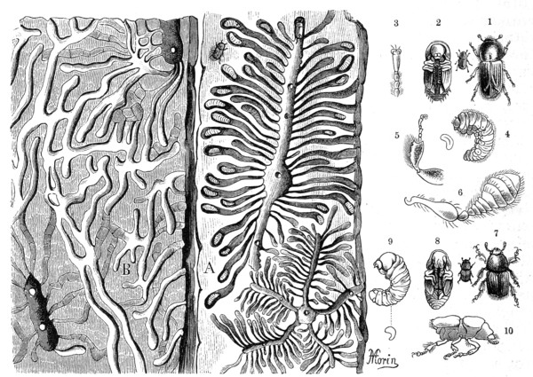 Insects