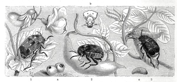 Insects