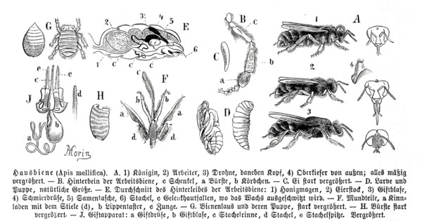 Insects
