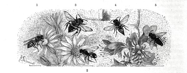 Insects