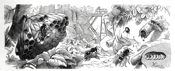 Insects