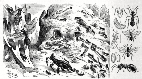 Insects