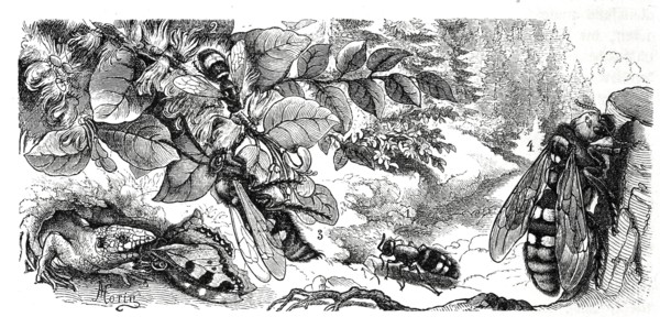 Insects