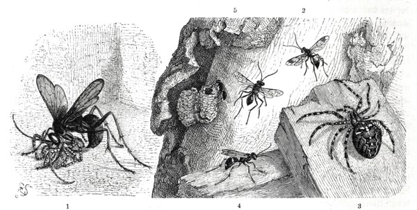 Insects