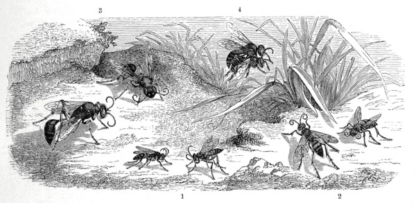 Insects